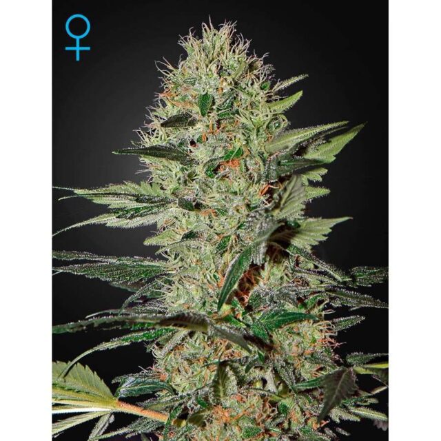 Exodus Cheese Auto de Green House Seeds