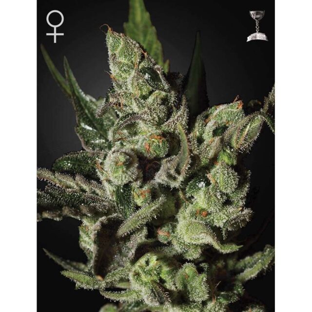 Exodus Cheese feminizada de Green House Seeds