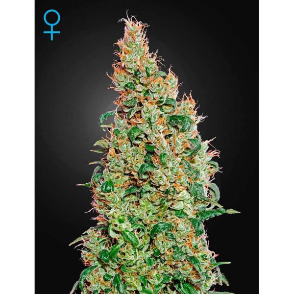 Green-O-Matic Auto de Green House Seeds