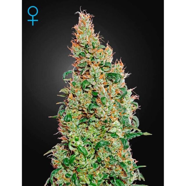 Green-O-Matic Auto de Green House Seeds