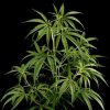 Hawaiian Snow feminizada de Green House Seeds