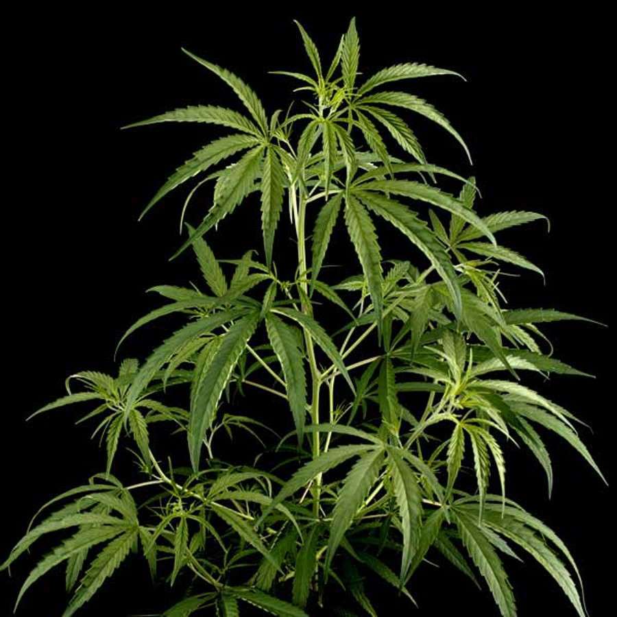 Hawaiian Snow feminizada de Green House Seeds