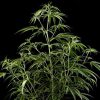 Hawaiian Snow feminizada de Green House Seeds