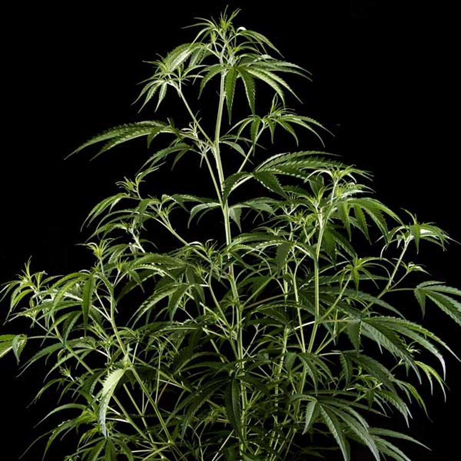 Hawaiian Snow feminizada de Green House Seeds
