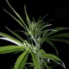 Hawaiian Snow feminizada de Green House Seeds