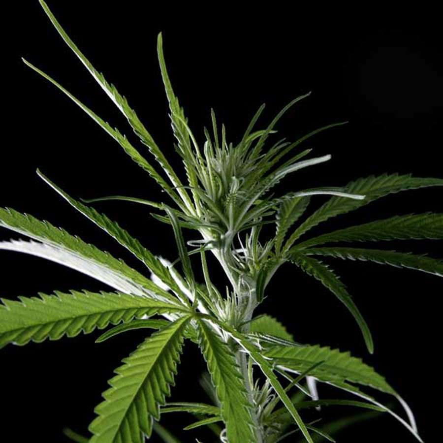 Hawaiian Snow feminizada de Green House Seeds