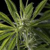 Hawaiian Snow feminizada de Green House Seeds