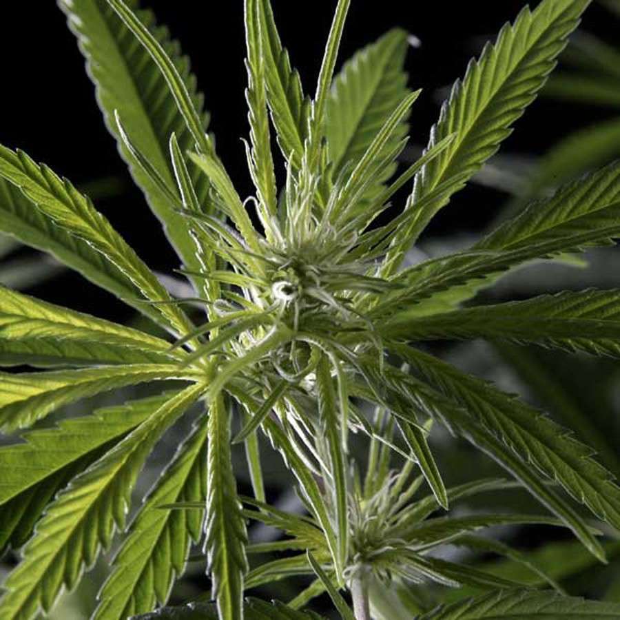 Hawaiian Snow feminizada de Green House Seeds