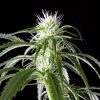 Hawaiian Snow feminizada de Green House Seeds