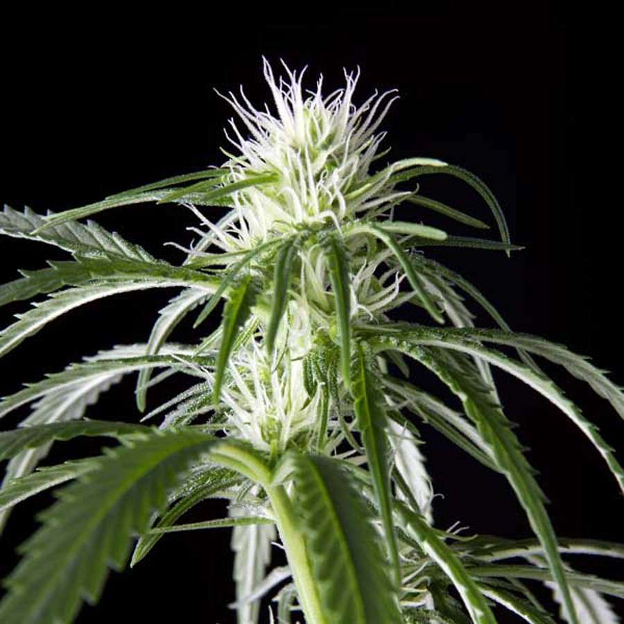 Hawaiian Snow feminizada de Green House Seeds
