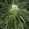 Hawaiian Snow feminizada de Green House Seeds