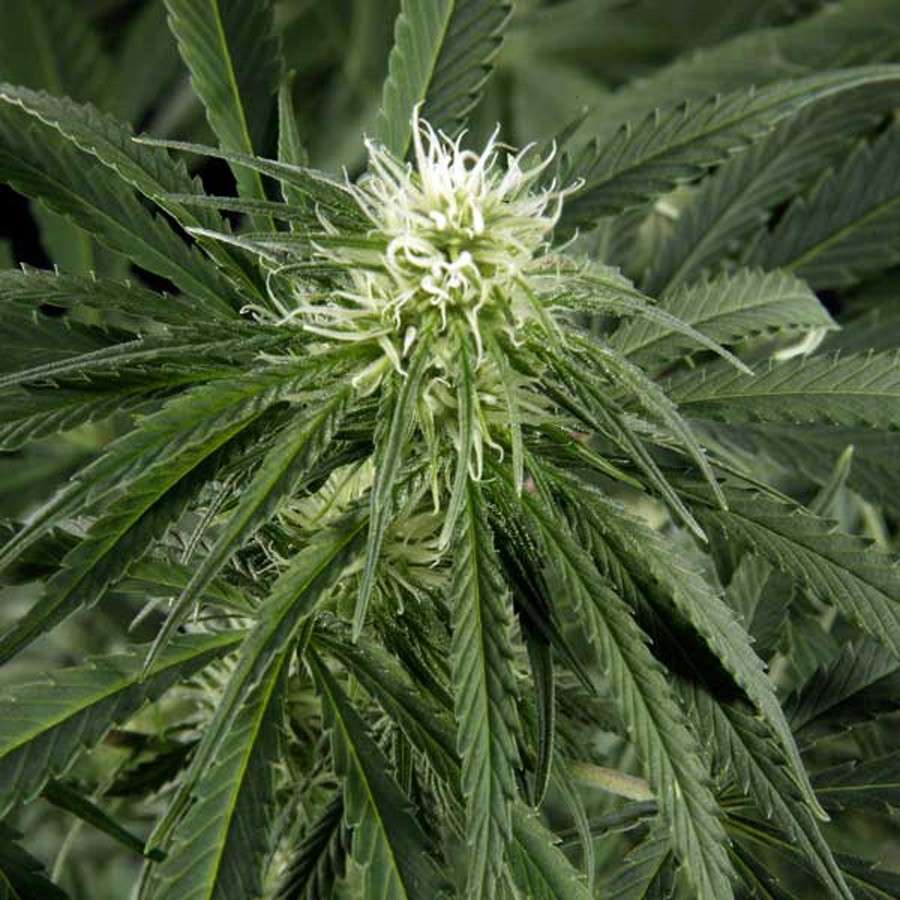 Hawaiian Snow feminizada de Green House Seeds