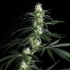 Hawaiian Snow feminizada de Green House Seeds