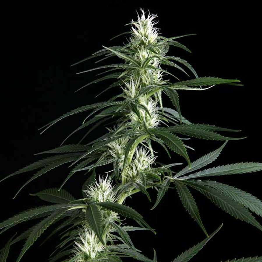 Hawaiian Snow feminizada de Green House Seeds