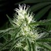 Hawaiian Snow feminizada de Green House Seeds