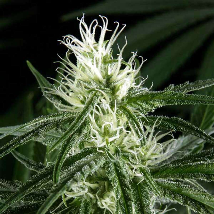 Hawaiian Snow feminizada de Green House Seeds