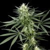 Hawaiian Snow feminizada de Green House Seeds