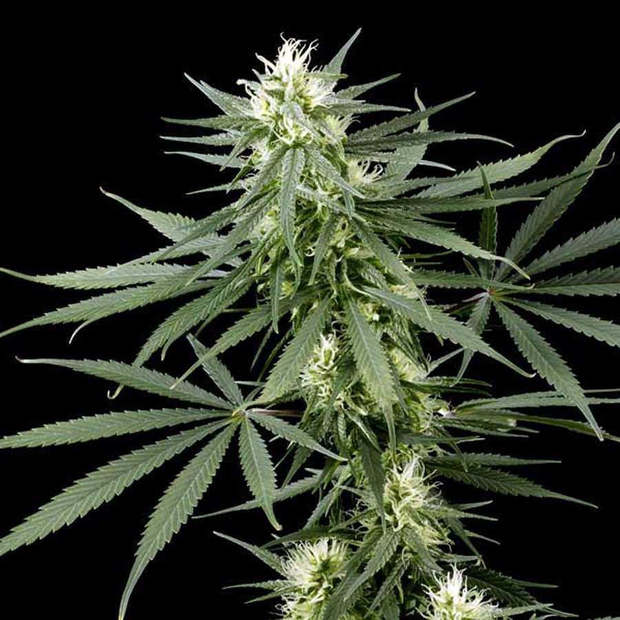 Hawaiian Snow feminizada de Green House Seeds
