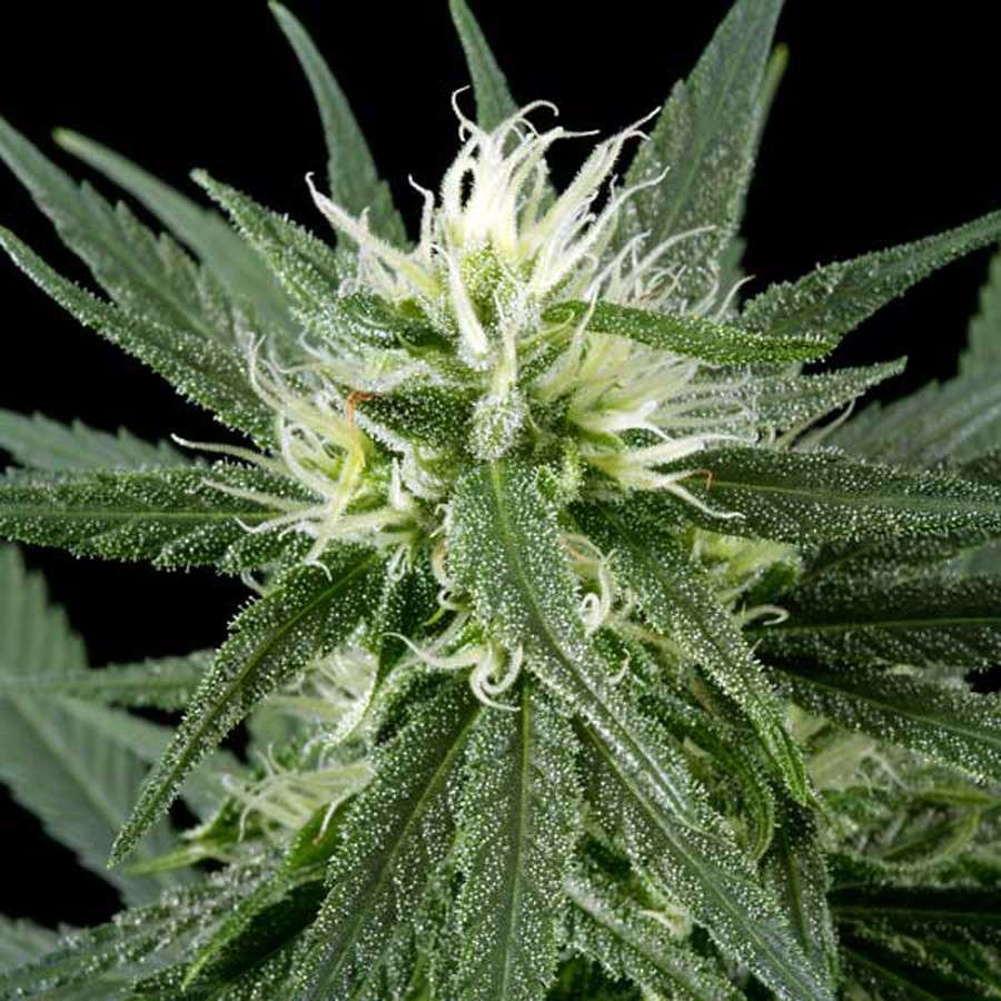 Hawaiian Snow feminizada de Green House Seeds