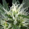 Hawaiian Snow feminizada de Green House Seeds