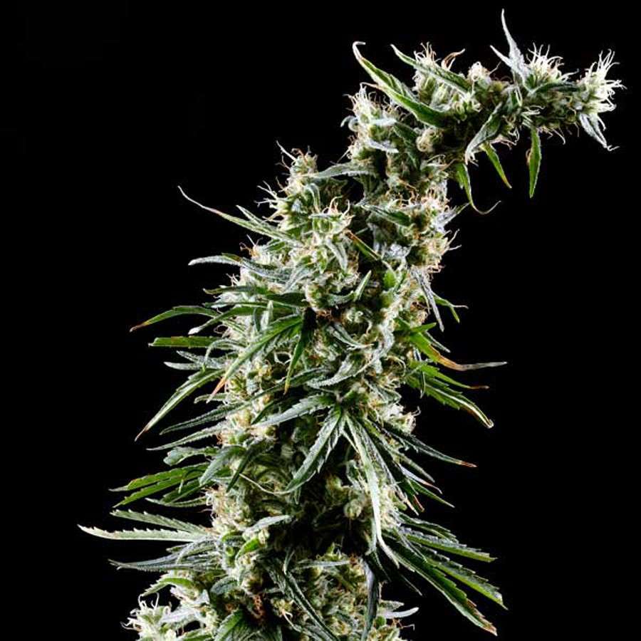 Hawaiian Snow feminizada de Green House Seeds