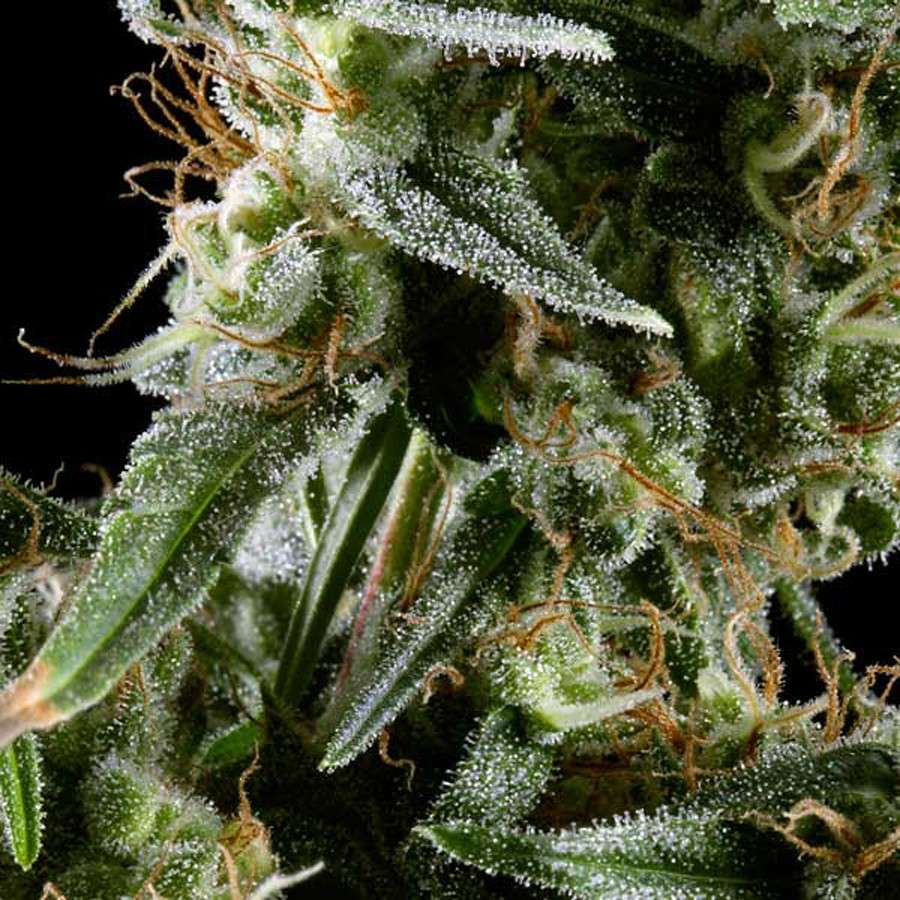 Hawaiian Snow feminizada de Green House Seeds