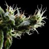 Hawaiian Snow feminizada de Green House Seeds