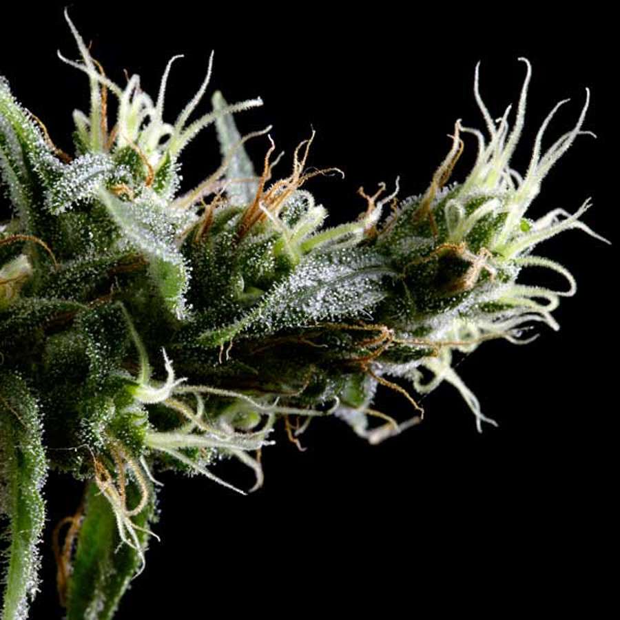 Hawaiian Snow feminizada de Green House Seeds