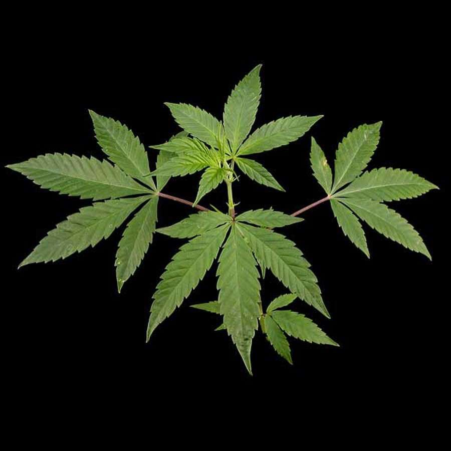 Himalaya Gold feminizada de Green House Seeds