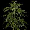 Himalaya Gold feminizada de Green House Seeds
