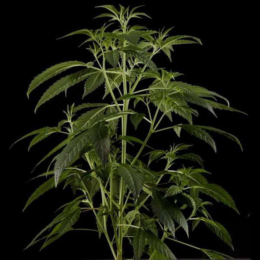 Himalaya Gold feminizada de Green House Seeds