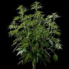 Himalaya Gold feminizada de Green House Seeds