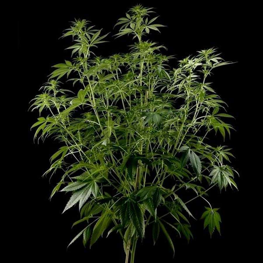 Himalaya Gold feminizada de Green House Seeds
