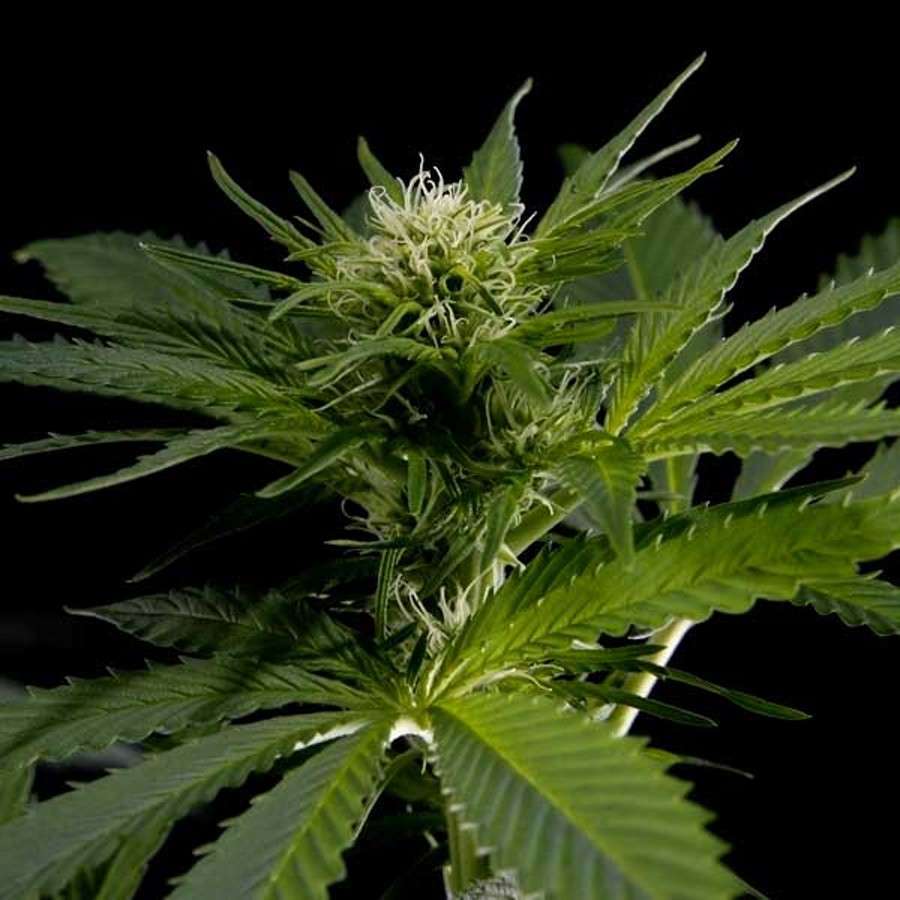 Himalaya Gold feminizada de Green House Seeds