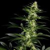 Himalaya Gold feminizada de Green House Seeds