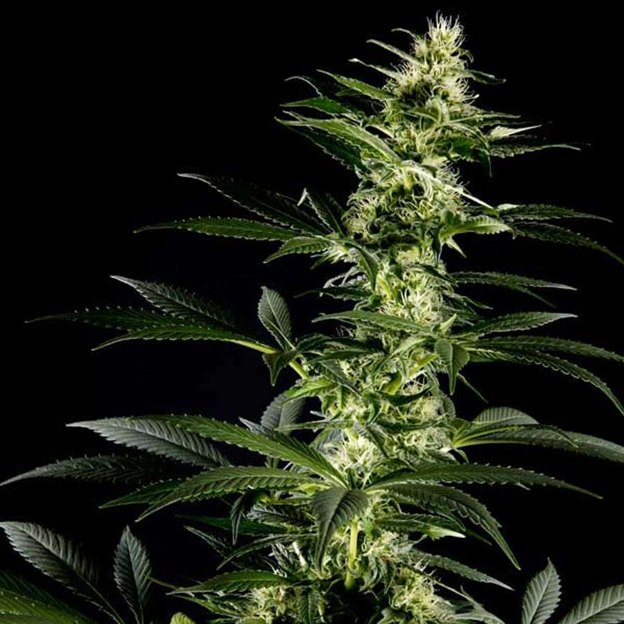 Himalaya Gold feminizada de Green House Seeds