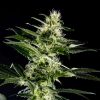 Himalaya Gold feminizada de Green House Seeds