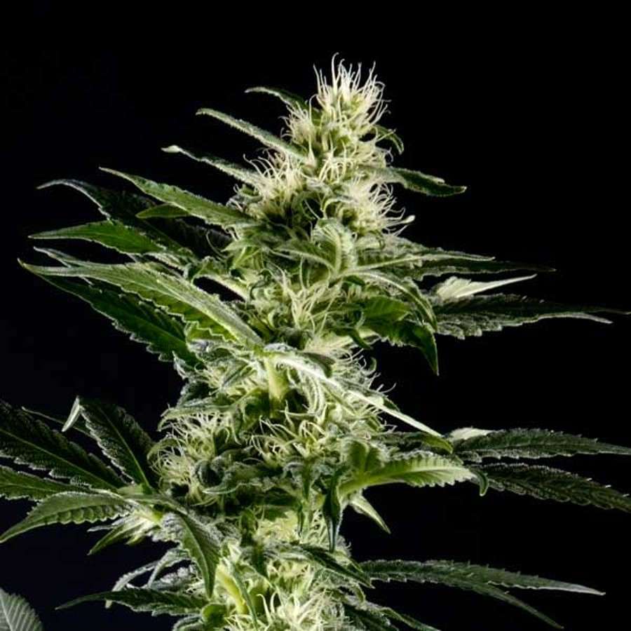 Himalaya Gold feminizada de Green House Seeds