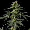 Himalaya Gold feminizada de Green House Seeds