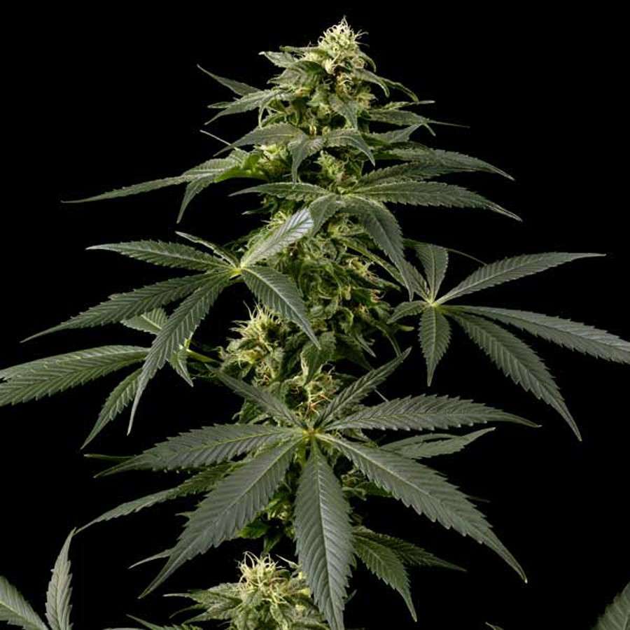 Himalaya Gold feminizada de Green House Seeds