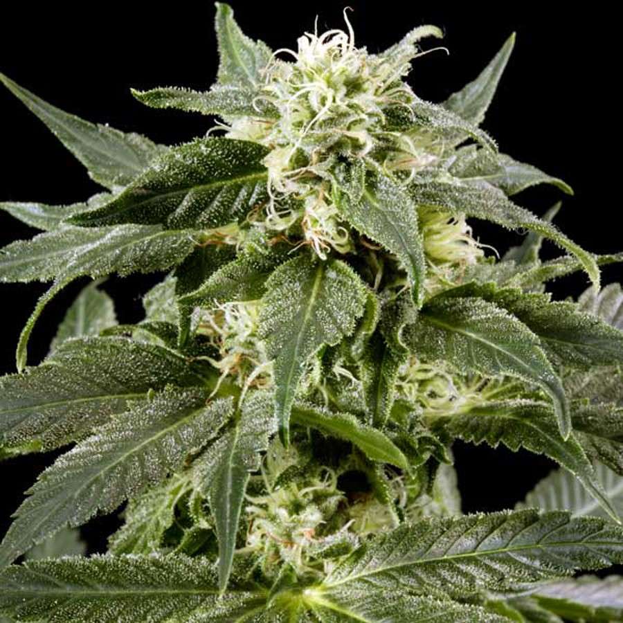 Himalaya Gold feminizada de Green House Seeds