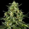 Himalaya Gold feminizada de Green House Seeds
