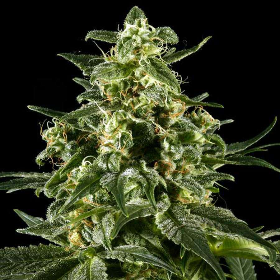 Himalaya Gold feminizada de Green House Seeds