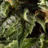 Himalaya Gold feminizada de Green House Seeds