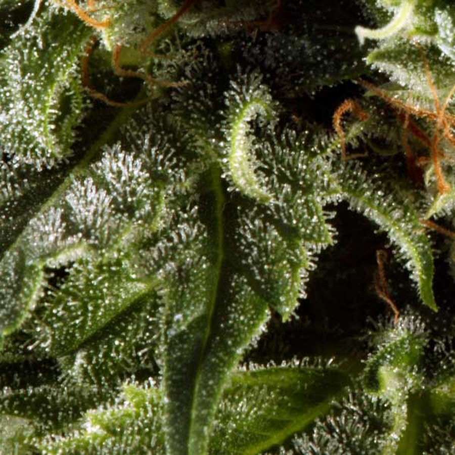 Himalaya Gold feminizada de Green House Seeds