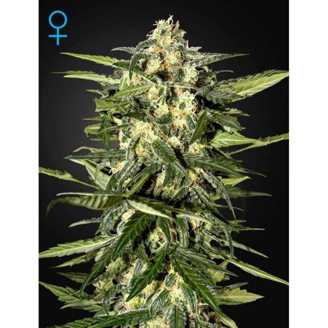 Jack Herer Auto de Green House Seeds