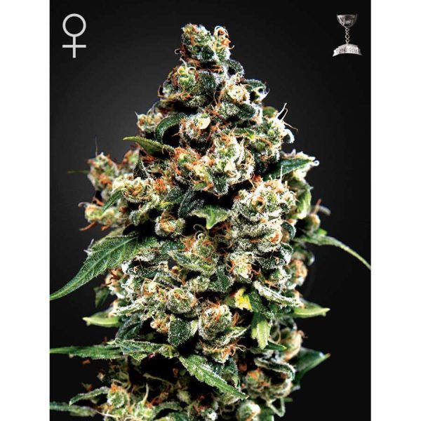 Jack Herer feminizada de Green House Seeds