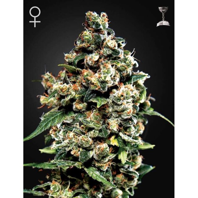 Jack Herer feminizada de Green House Seeds