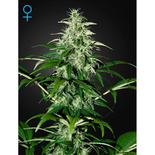 Kalashnikova Auto de Green House Seeds