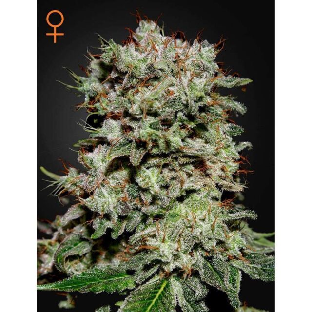 Kalashnikova feminizada de Green House Seeds